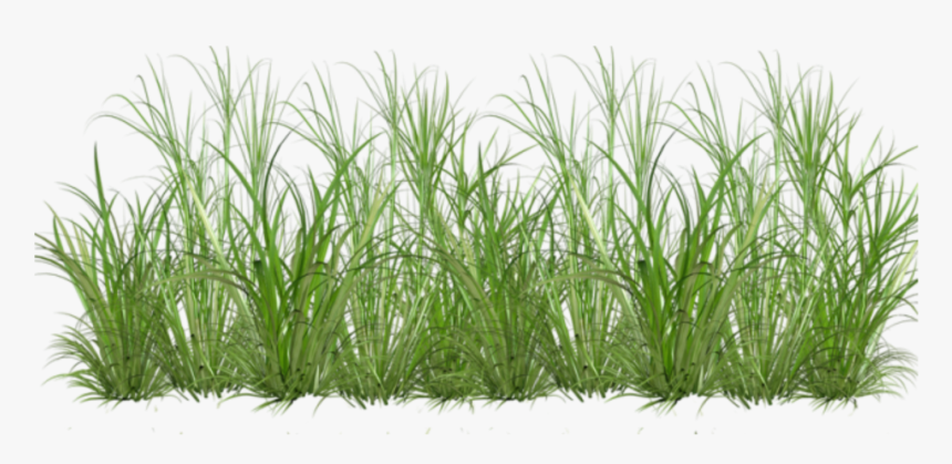 Sweet Grass , Png Download - Cartoon Clear Background Grass Transparent, Png Download