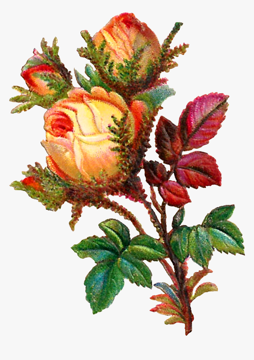 Rose Digital, HD Png Download