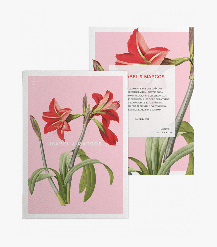 Redoute Flower Paintings, HD Png Download