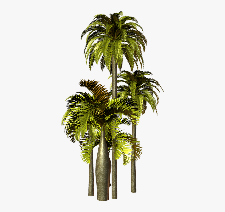 Pará Rubber Tree Png, Transparent Png