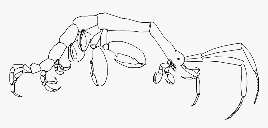 Generalized Caprellid Body Plan Linework Line Work - Line Art, HD Png Download