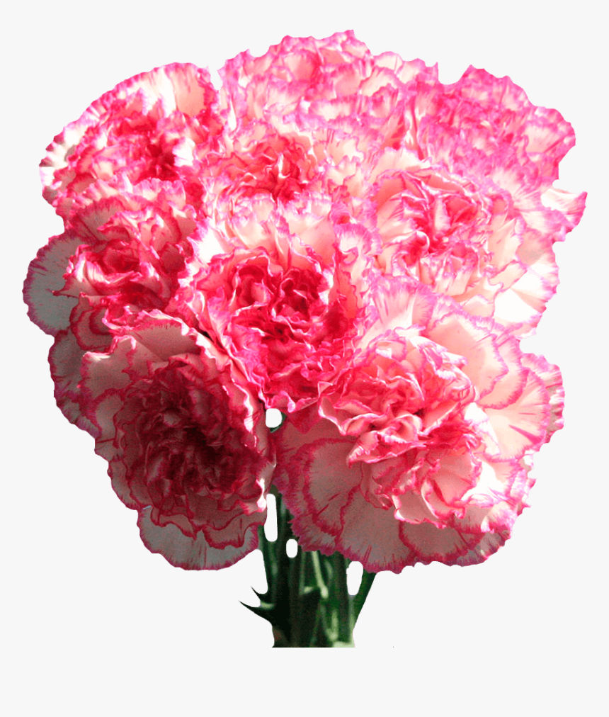 Carnation Flowers White With Pink Edges Next Day Delivery - Carnation, HD Png Download
