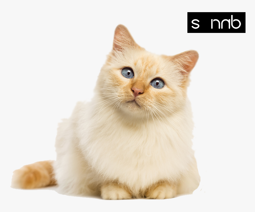 My Favourtie Cats - Cats With Transparent Background, HD Png Download