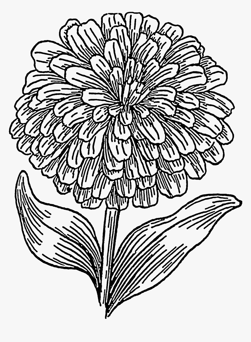 Zinnia Flower Clipart, HD Png Download
