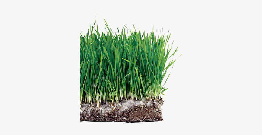 Sweet Grass, HD Png Download