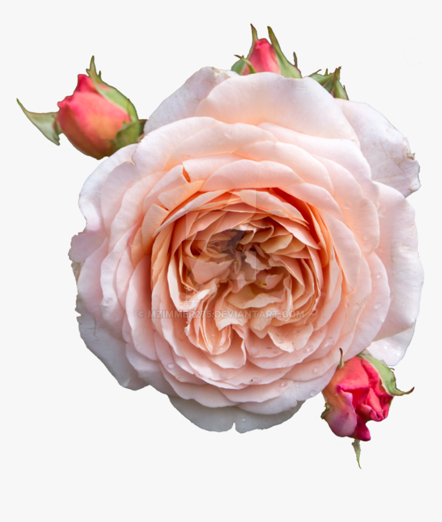 Rose Transparent Pastel - English Rose Png, Png Download