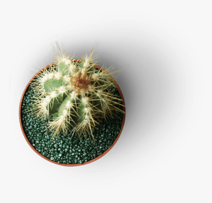 Weberocereus, HD Png Download