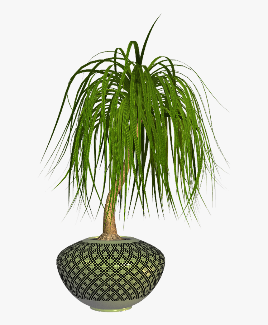 Houseplant, HD Png Download