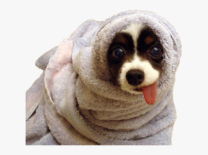 Dog Wrapped In A Blanket, HD Png Download