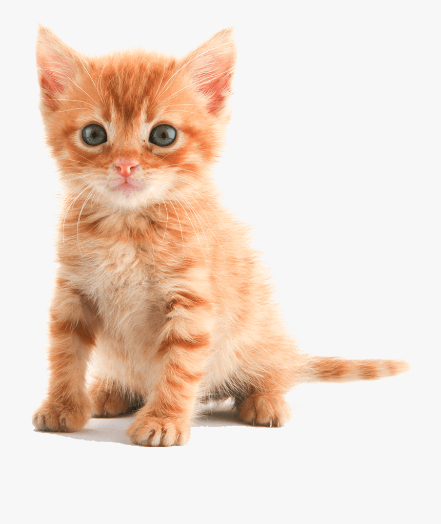 American Short Hair Cat Kitten, HD Png Download