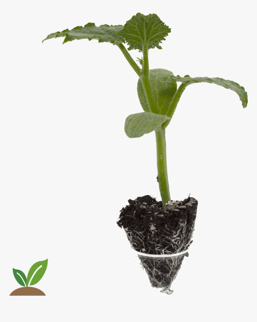 Pepino Edona-cepellon Grande - Planta Del Pepino Png, Transparent Png