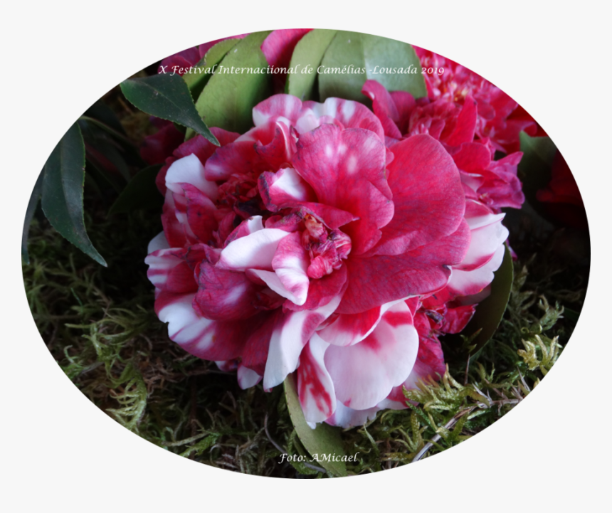 9 - Dsc05629-1000x792 - Common Peony, HD Png Download