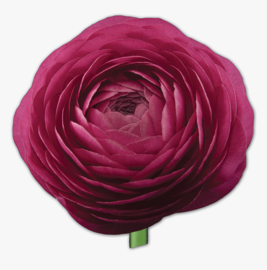 Lavender Flowers Png, Transparent Png