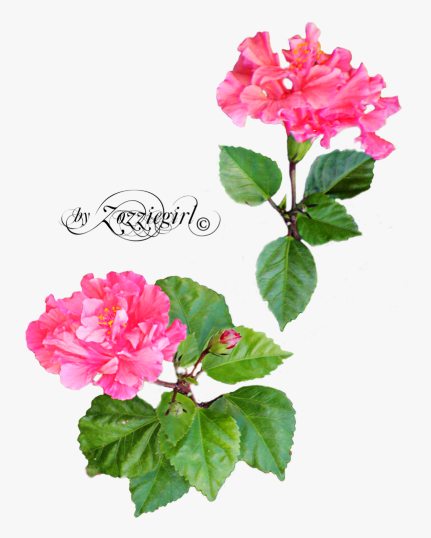 Bougainvillea, HD Png Download