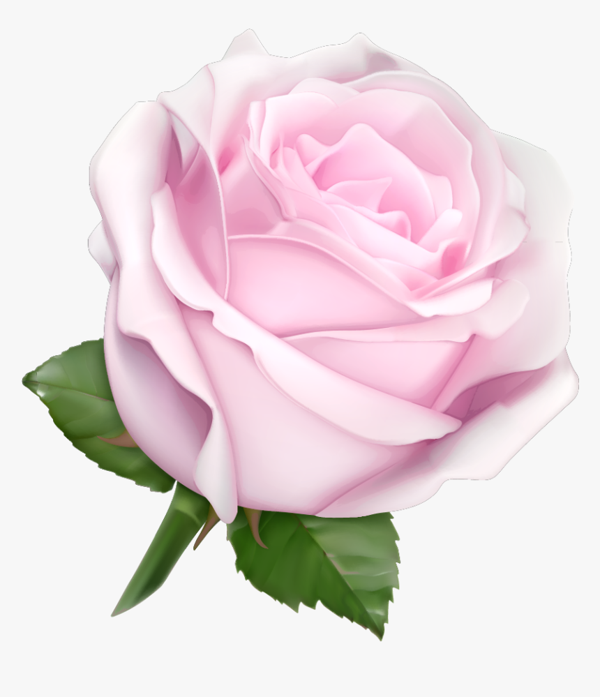 Soft Pink Pink Rose, HD Png Download