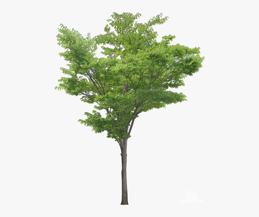 Southern Magnolia Tree Plant Clip Art - Honey Locust Tree Png, Transparent Png