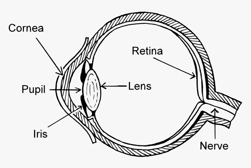 Easy Structure Of Eye, HD Png Download