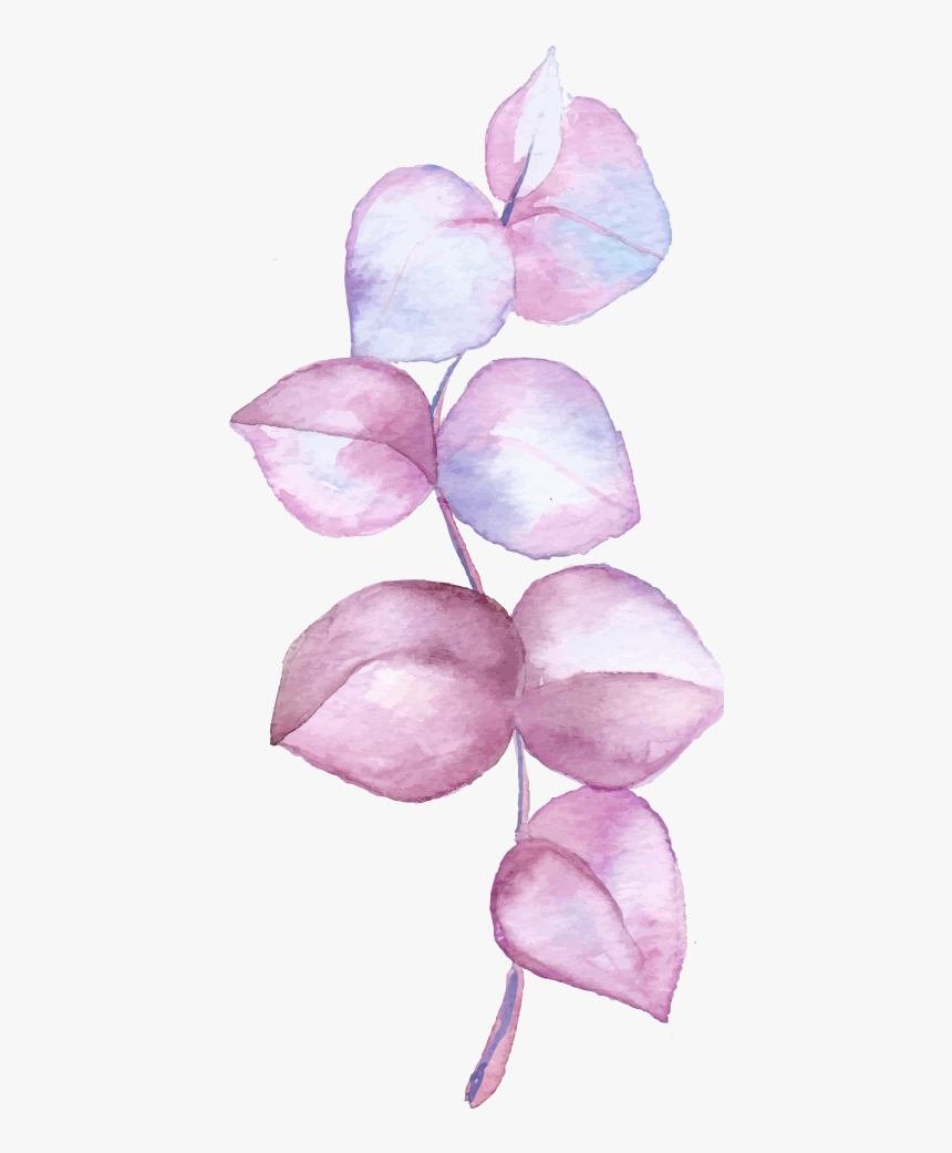 Cooktown Orchid, HD Png Download