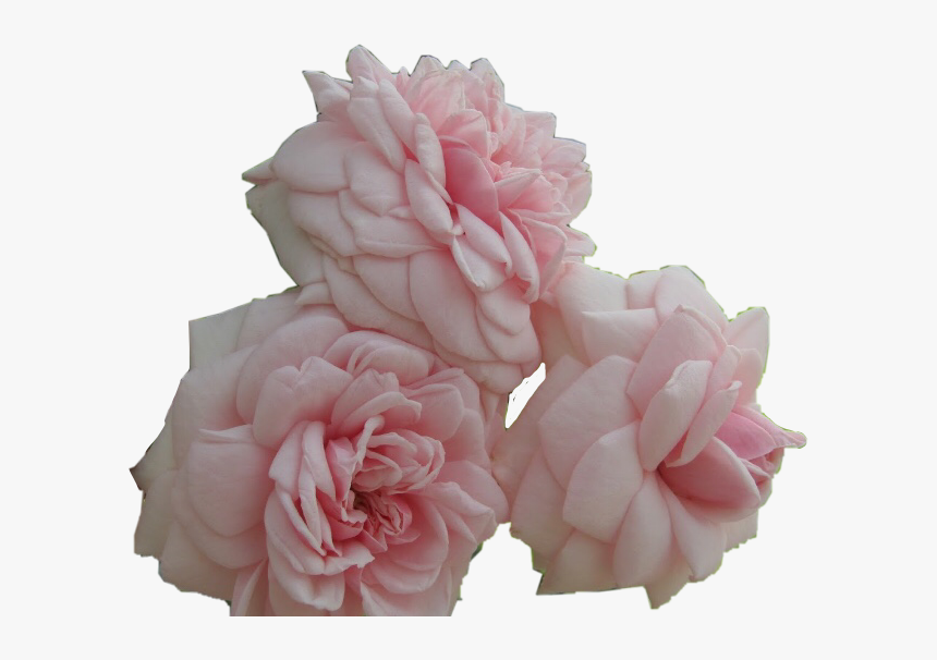 #flower #rose #pretty #pink #aesthetic #japan #roses - Hybrid Tea Rose, HD Png Download