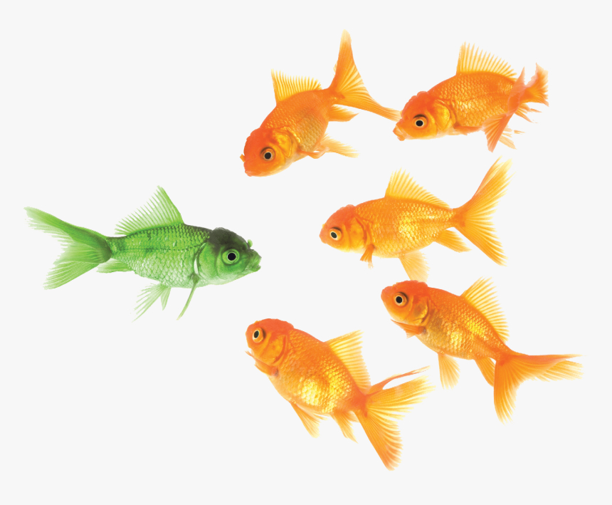Goldfish Png - Principle Emphasis, Transparent Png