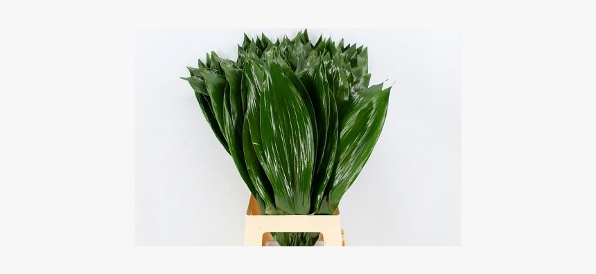 Aspidistra Milky Way Bunch - Houseplant, HD Png Download