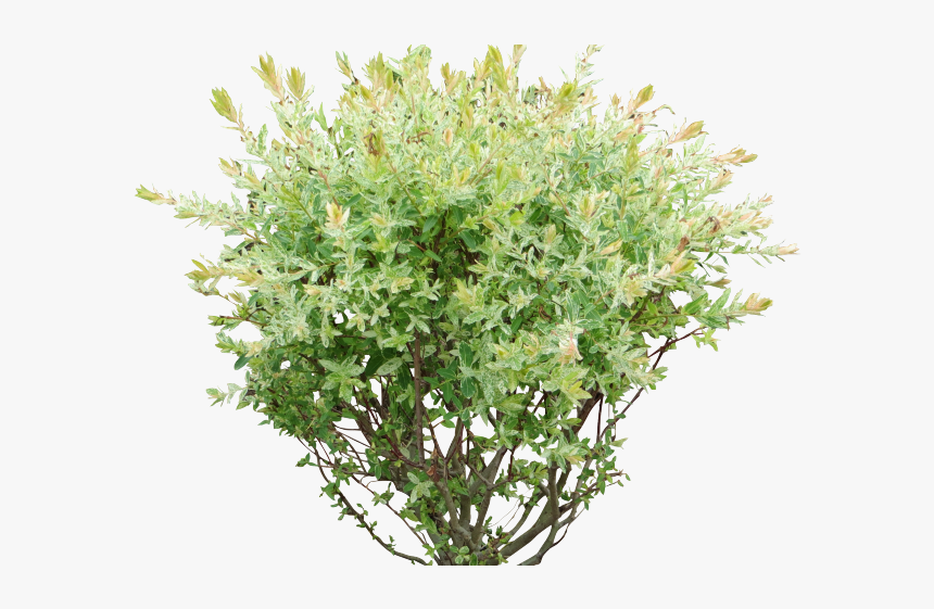 Shrub, Bushes Png Transparent Images - Bush Png, Png Download