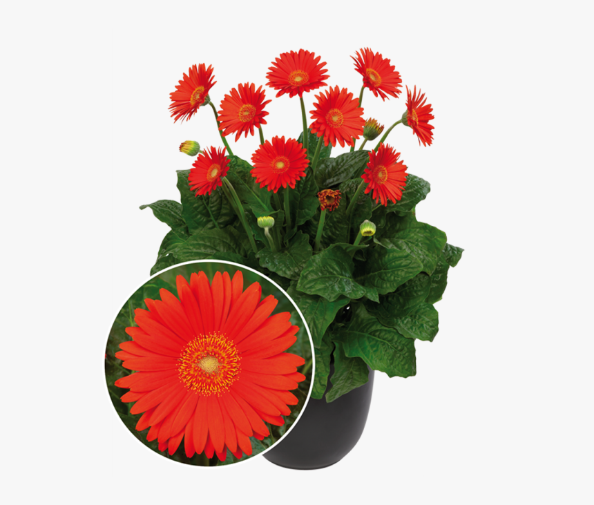 Garvinea Sweet Glow - All Season Flowers In Canada, HD Png Download