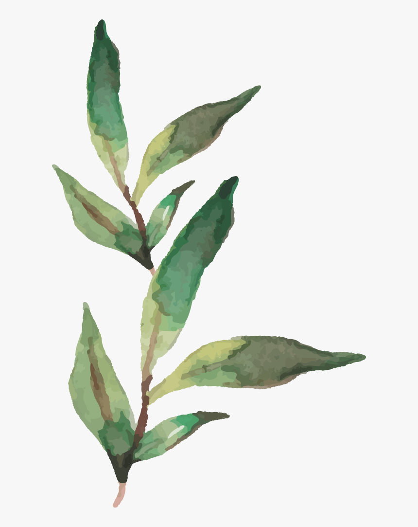 Daphne, HD Png Download