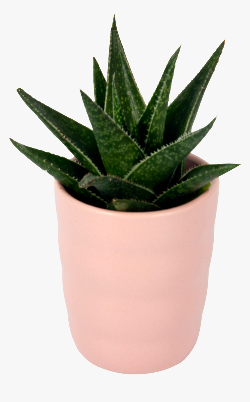 Flowerpot, HD Png Download