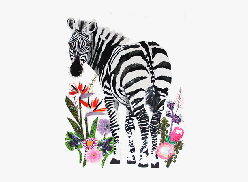 Zebra, HD Png Download