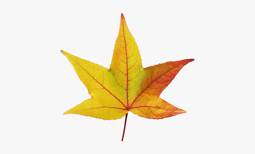 Hoja De Otoño Fondo Transparente, HD Png Download