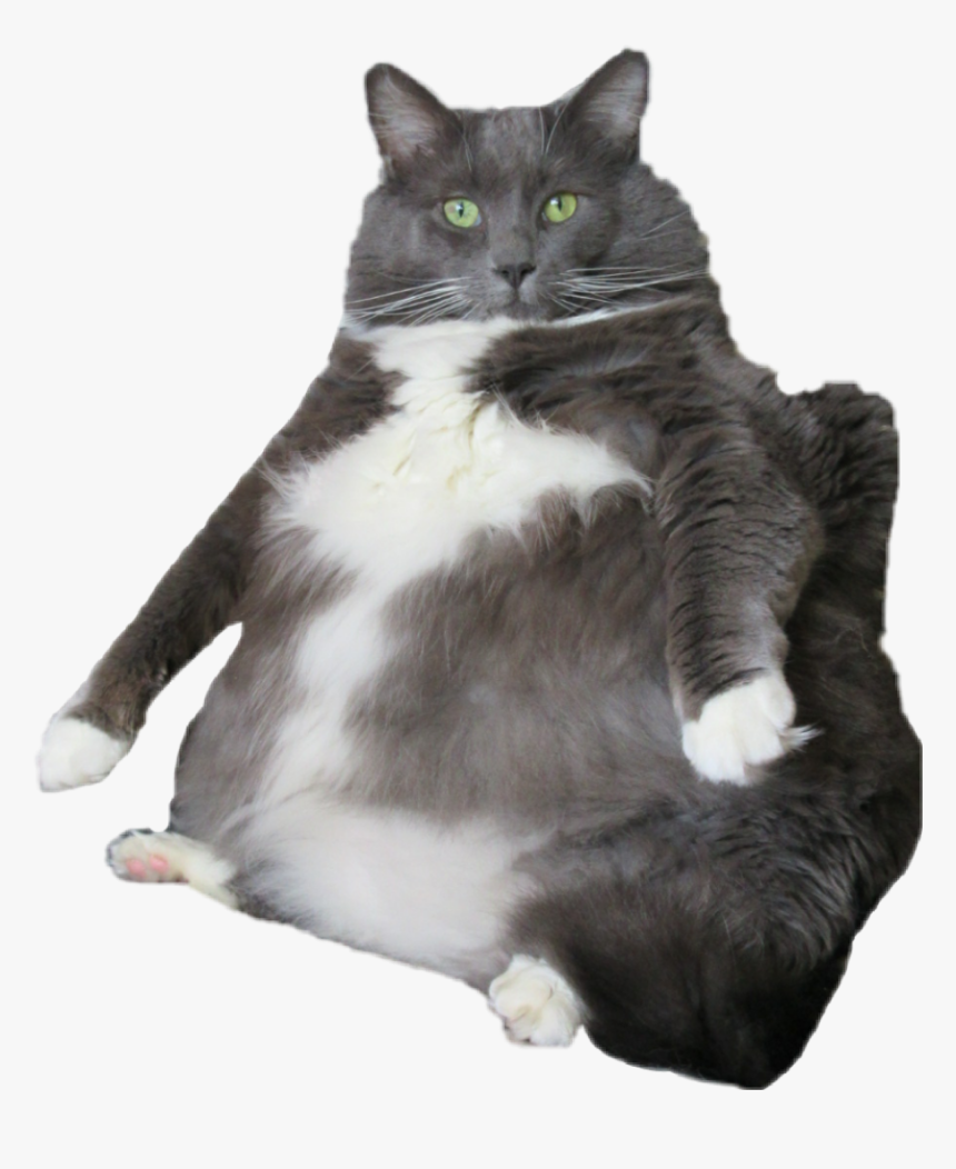 #cat #mycat #larry #fatcat - Cat Grabs Treat, HD Png Download