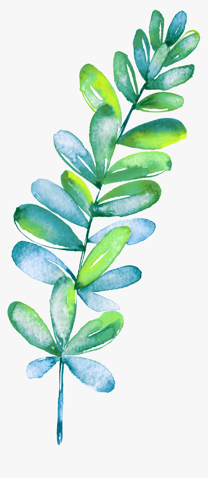 鼠 尾 草 手繪, HD Png Download