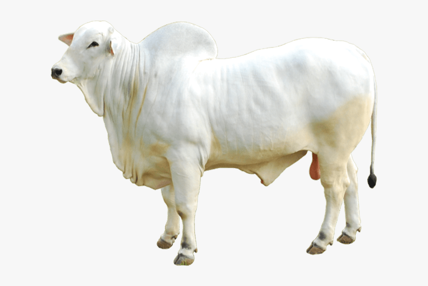 Boi Nelore Png, Transparent Png