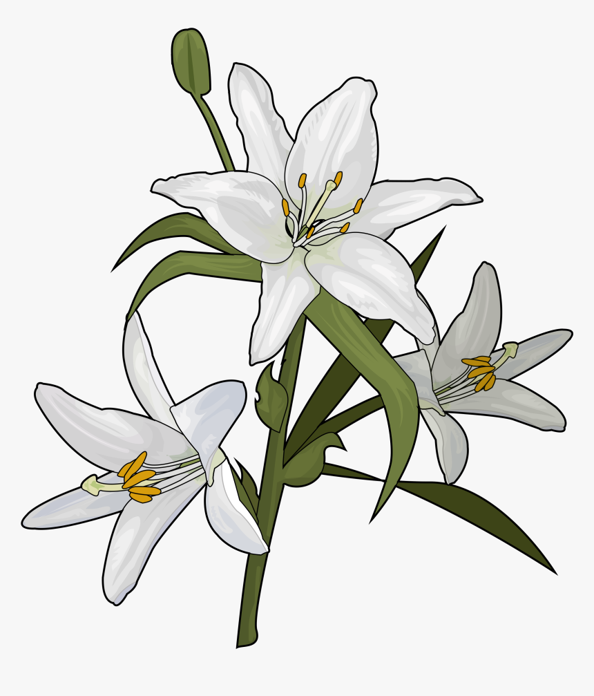 Lilium Candidum Drawing, HD Png Download