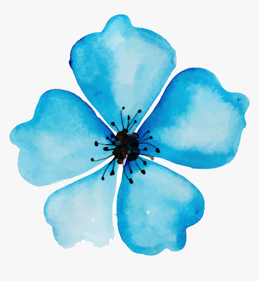 Evergreen Rose, HD Png Download