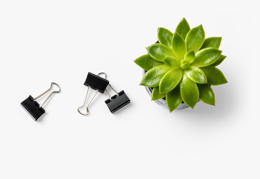 Succulent Plant, HD Png Download