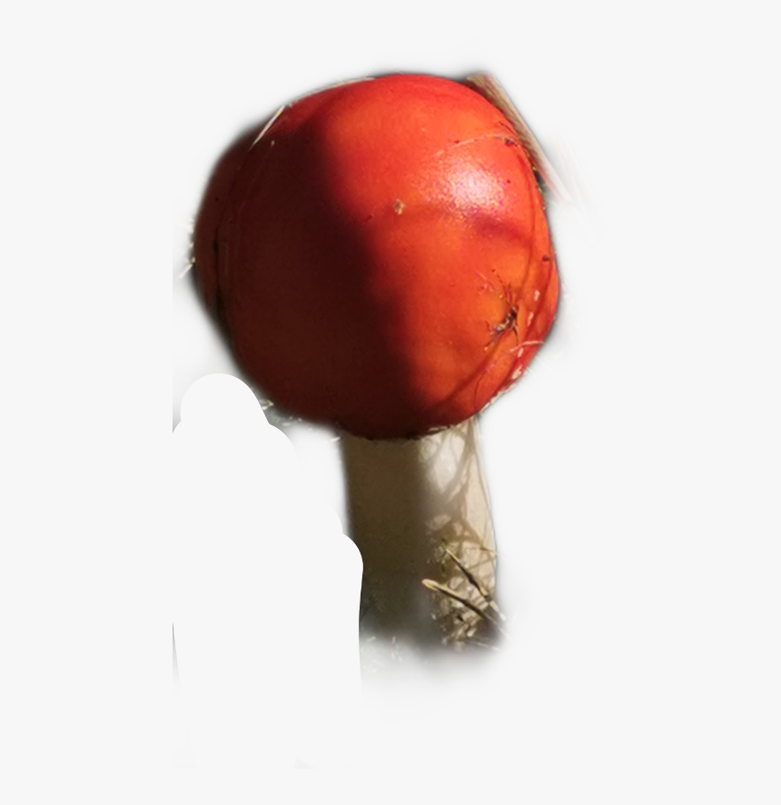 Fliegenpilz Pilze Freetoedit - Tomato, HD Png Download