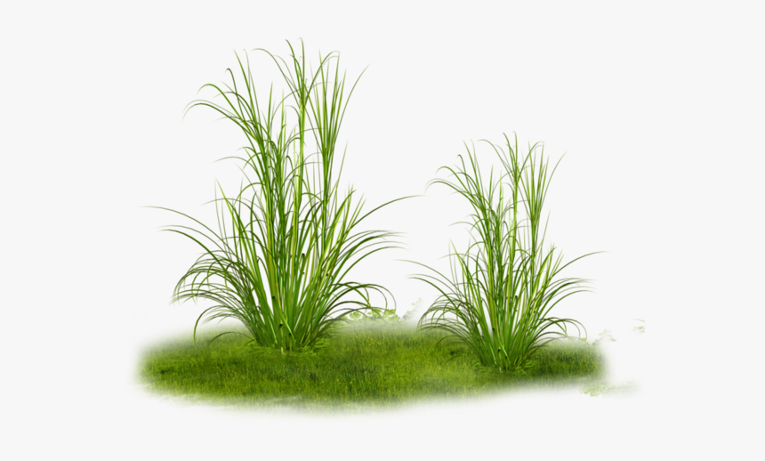 #herbe #green #grass #plant - Transparent Dry Grass Png, Png Download
