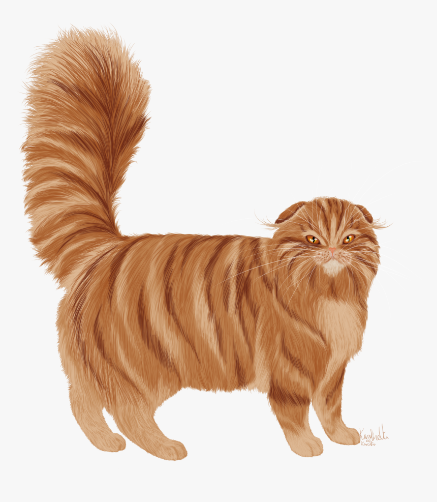 Eurasian Red Squirrel, HD Png Download