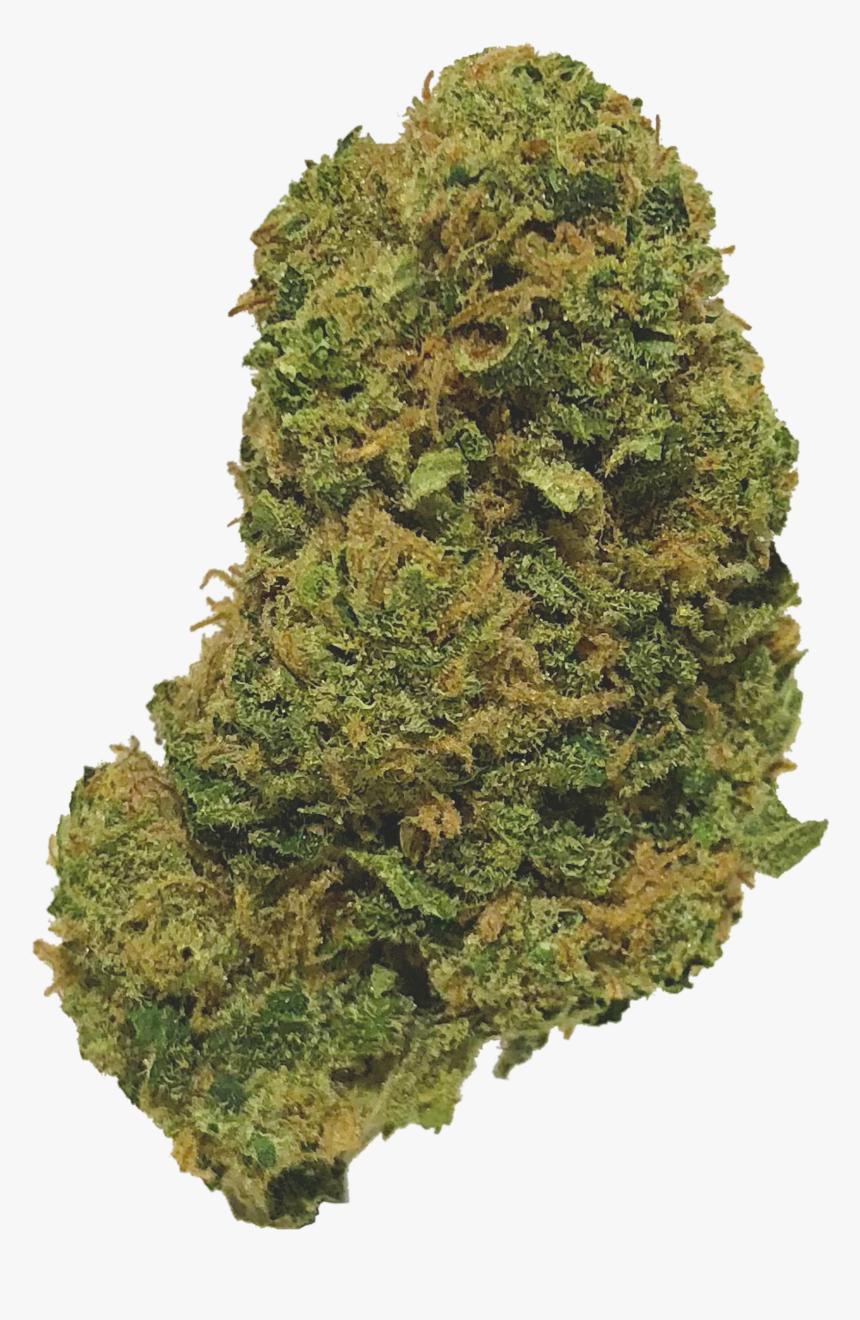 Yellow Fir, HD Png Download