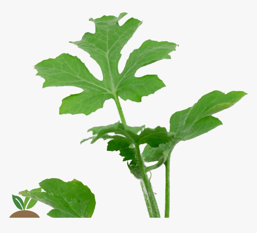 Sandia Injertos- Cepellon Grande - Injerto Png, Transparent Png