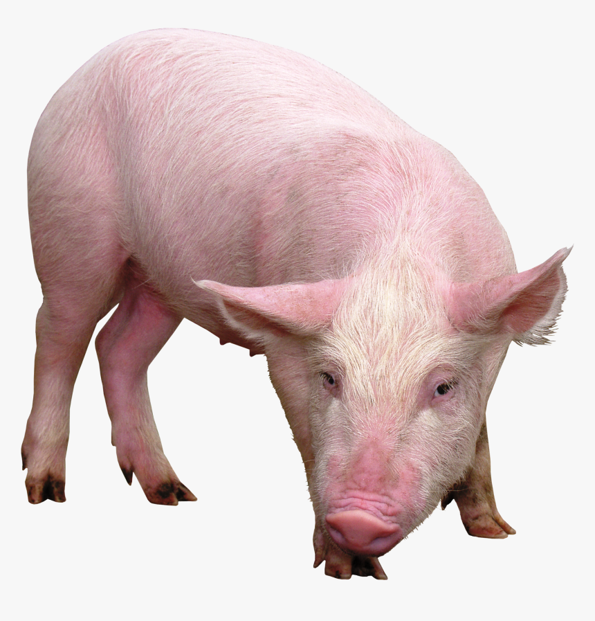 Imagens De Porcos Imagens De Porcos - Pig Png, Transparent Png