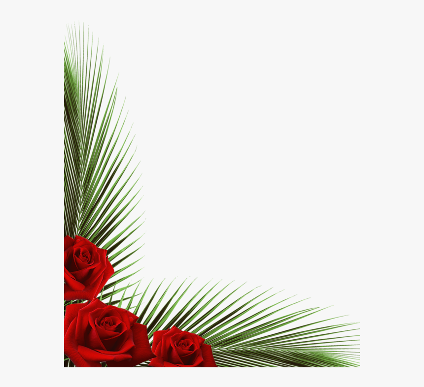 Coins,corners,bordures - Garden Roses, HD Png Download