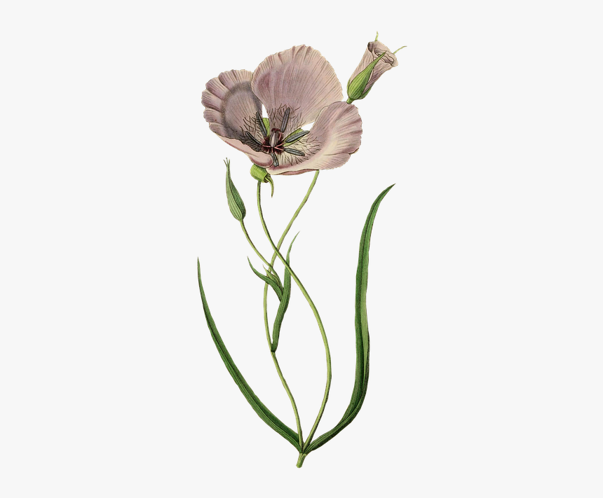 Calochortus, HD Png Download