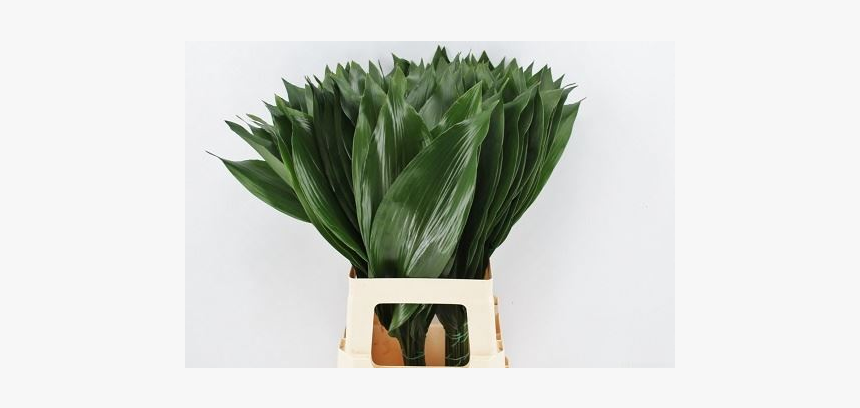 Aspidistra Milky Way Bunch - Vase, HD Png Download