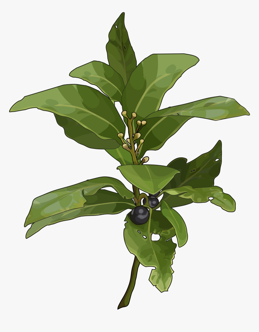 Hoja De Laurel Canario, HD Png Download