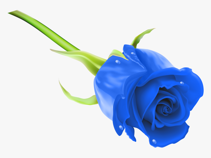 Blue Rose Png Clip Art Image - Rose Png Full Hd, Transparent Png