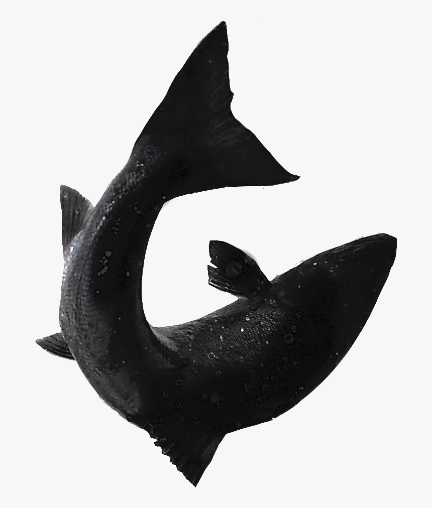 Shark, HD Png Download