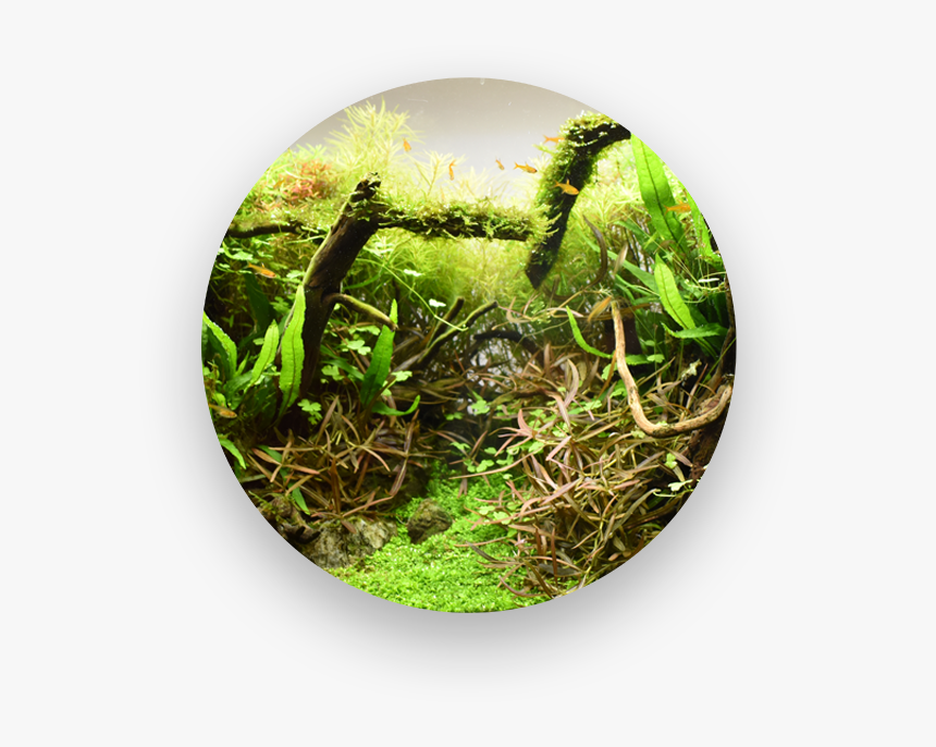 Nature Aquarium - Grass, HD Png Download